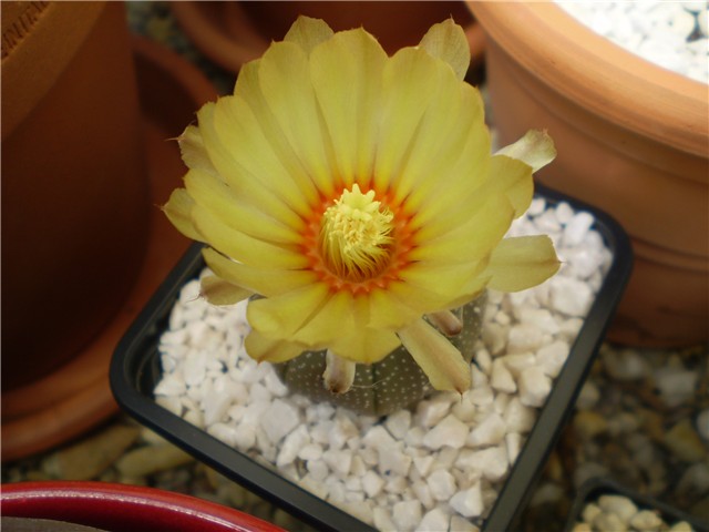 astrophytum